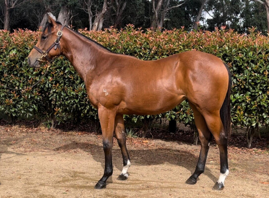 Lot 656: Hellbent / Markievicz