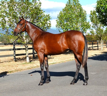 Lot 409: Dundeel (NZ) / Toorsinaa