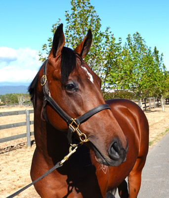 Lot 409: Dundeel (NZ) / Toorsinaa