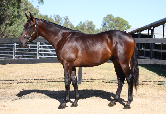 Lot 337: Ghaiyyath (IRE) / Shy Talk