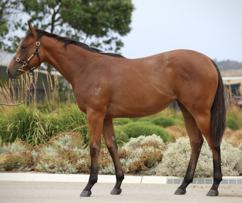 Lot 288: Capitalist / Rakkaus
