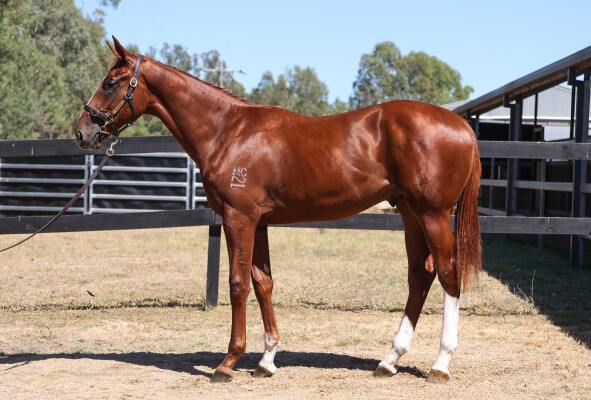 Lot 777: Justify (USA) / Bella Sorellastra