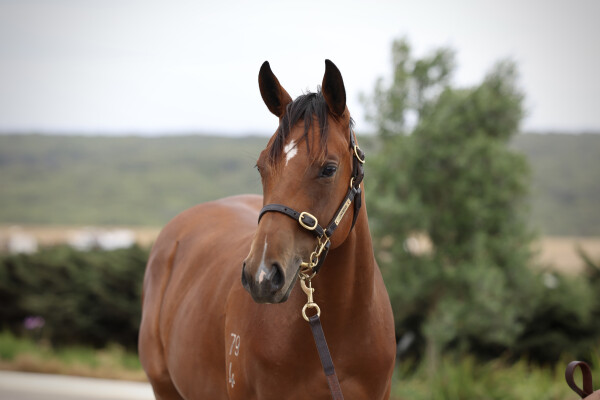 Lot 288: Capitalist / Rakkaus