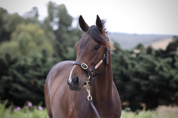 Lot 364: So You Think (NZ) / Split Image