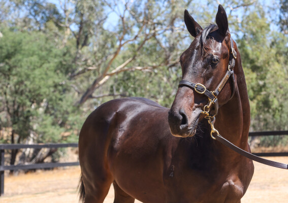 Lot 556: Alabama Express / Chevalier d'Eon