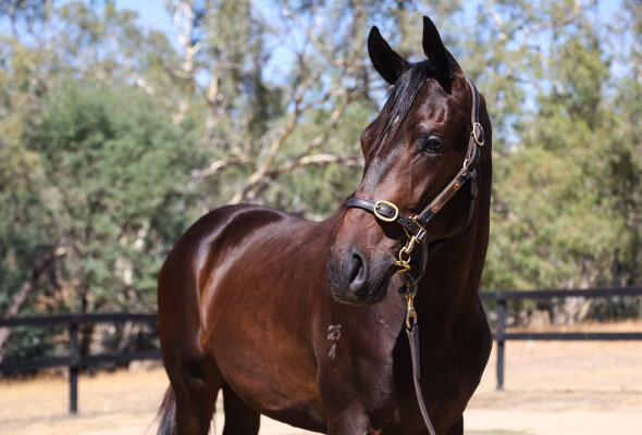 Lot 608: So You Think (NZ) / French Response