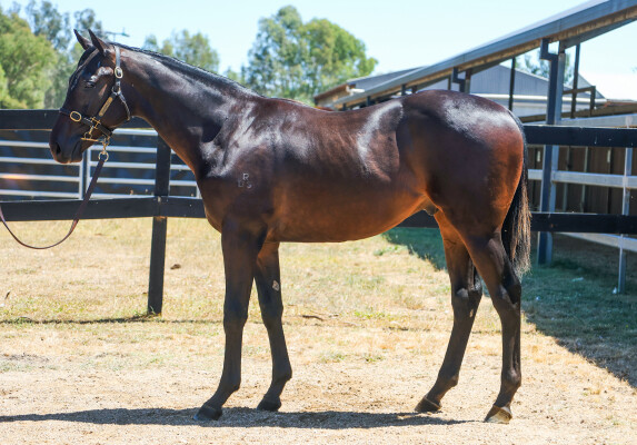 Lot 556: Alabama Express / Chevalier d'Eon