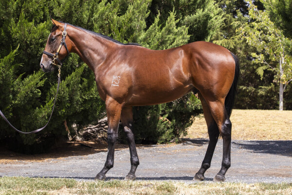 Lot 581: Anders / Daisy Head Mayzie