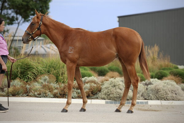 Lot 634: Paulele / Jesse's Dream