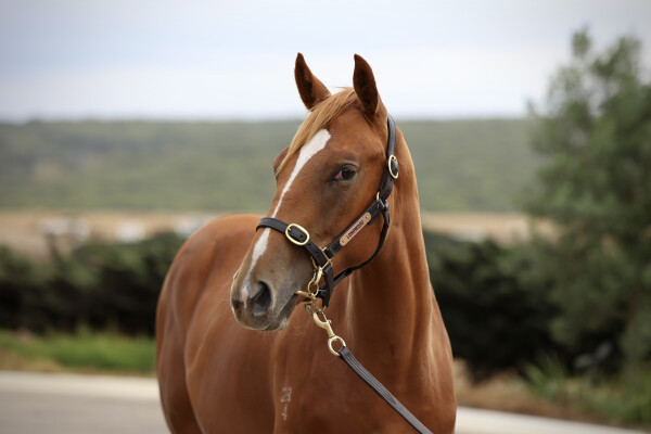 Lot 634: Paulele / Jesse's Dream