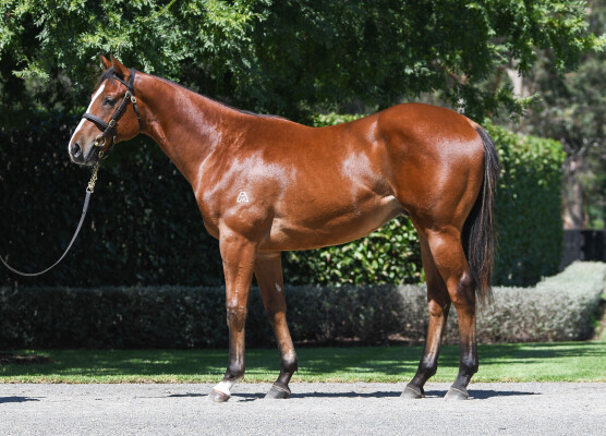 Lot 53: Starspangledbanner / Federosa (NZ)