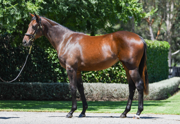 Lot 76: St Mark's Basilica (FR) / Gayatri