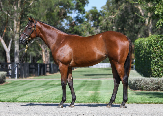 Lot 240: Stay Inside / Ocean Deep (NZ)