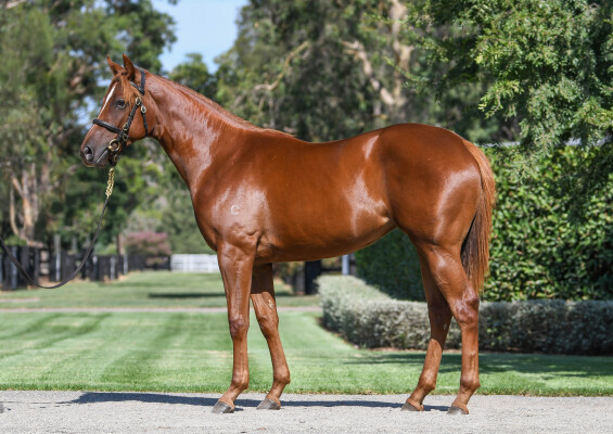 Lot 250: St Mark's Basilica (FR) / Paper Plane
