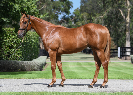 Lot 257: Home Affairs / Pedrena