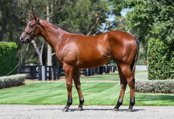 Lot 262: St Mark's Basilica (FR) / Piccadillies