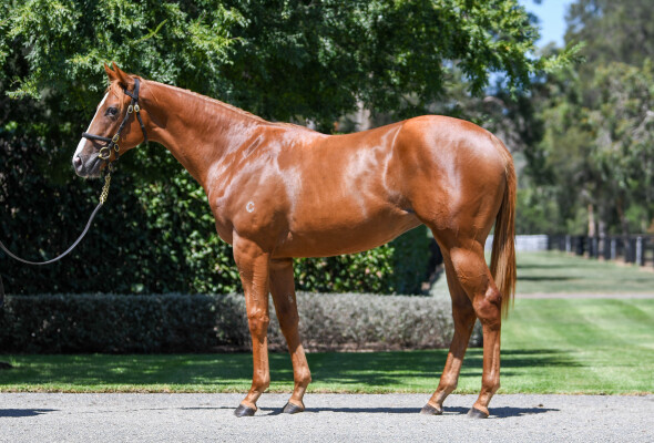 Lot 263: Justify (USA) / Pickin' Time