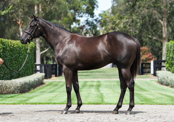 Lot 285: Wootton Bassett (GB) / Raccolto