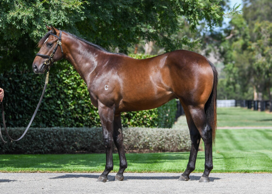 Lot 294: Justify (USA) / Red Strand