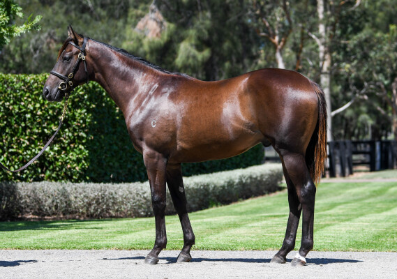 Lot 309: Russian Revolution / Samovare