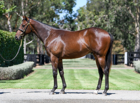 Lot 368: Brave Smash (JPN) / Star Reflection