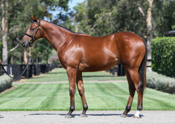 Lot 443: Castelvecchio / Wildpea