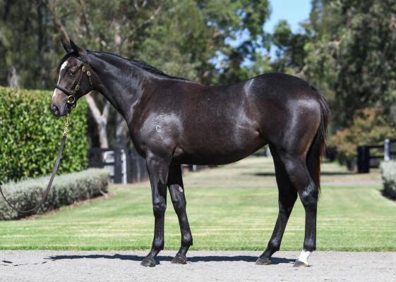 Lot 444: Frankel (GB) / Wind Chimes (GB)