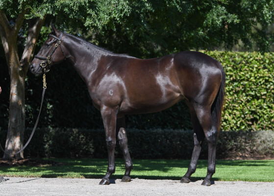 Lot 515: Wootton Bassett (GB) / Bewitchingly