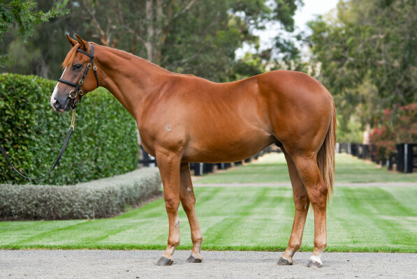 Lot 810: Home Affairs / Sweet Sister