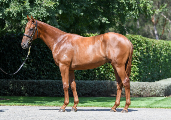 Lot 32: All Too Hard / Emirates Comfort (IRE)