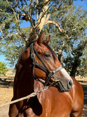 Lot 695: Bon Aurum / Roman Belle