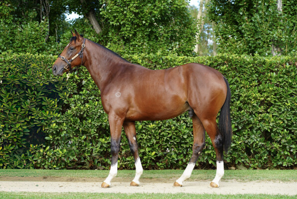 Lot 13: Dundeel (NZ) / Dice Game (GB)