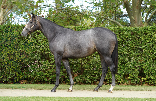 Lot 38: Xtravagant (NZ) / Essential Sky (NZ)