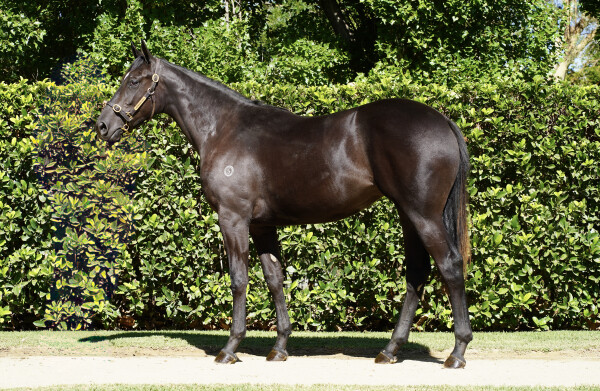 Lot 156: Xtravagant (NZ) / La Rocque