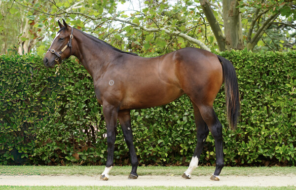 Lot 219: Toronado (IRE) / My Artemis
