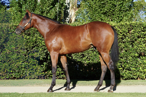 Lot 221: So You Think (NZ) / My Marquis