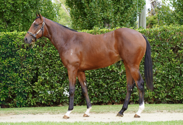Lot 223: Starspangledbanner / My Sweet Fish