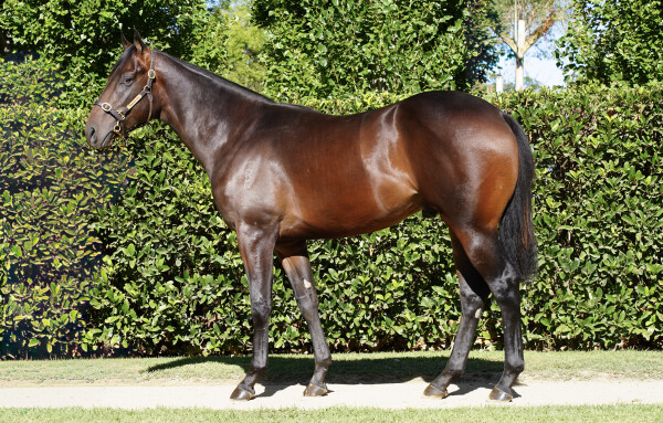 Lot 251: Xtravagant (NZ) / Paris Lights