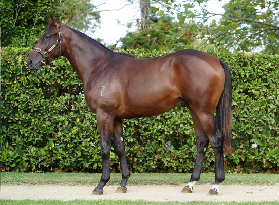 Lot 295: Cool Aza Beel (NZ) / Refer