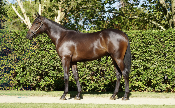 Lot 311: Proisir / Sancta