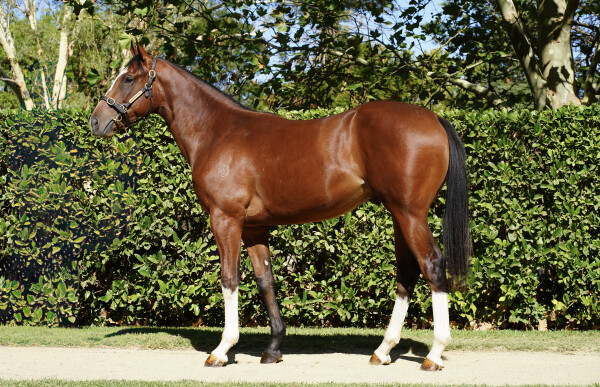 Lot 344: Toronado (IRE) / Sistine Queen