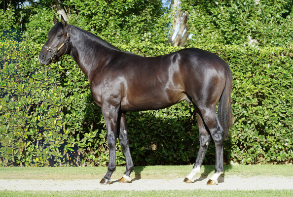 Lot 355: Harry Angel (IRE) / Somebody