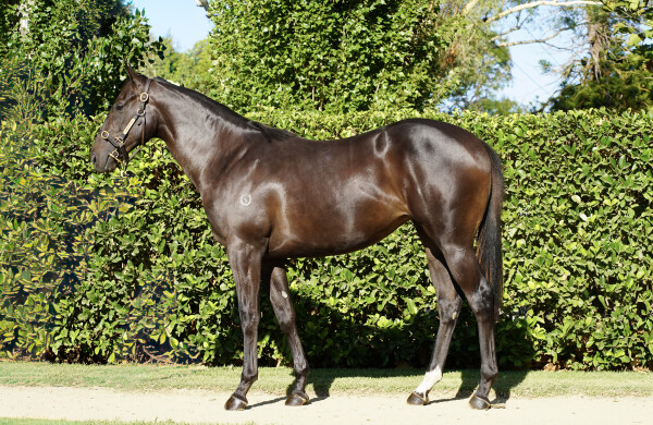 Lot 396: Shamus Award / The Front Bar