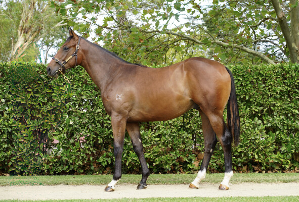 Lot 458: Star Witness / Zouper Star