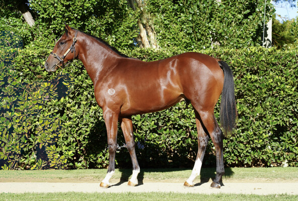 Lot 487: Toronado (IRE) / Art Series