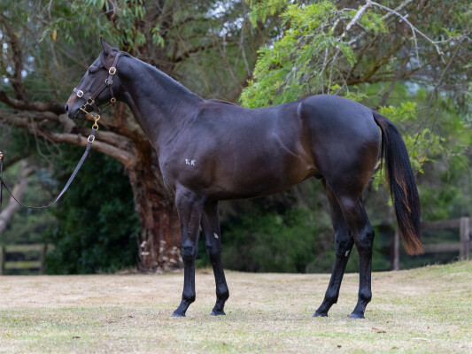 Lot 442: Shamus Award / Whirlpool