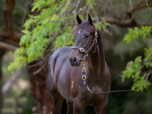 Lot 442: Shamus Award / Whirlpool