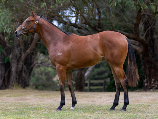 Lot 588: Starspangledbanner / Diamond Bliss