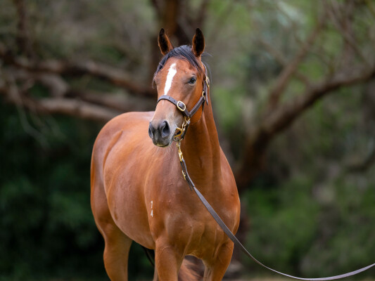 Lot 588: Starspangledbanner / Diamond Bliss