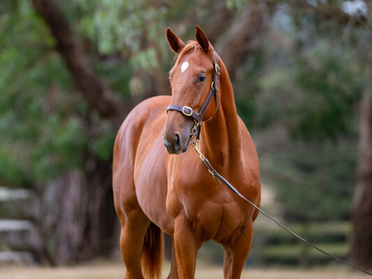 Lot 666: Rich Enuff / Miss Twin Peaks